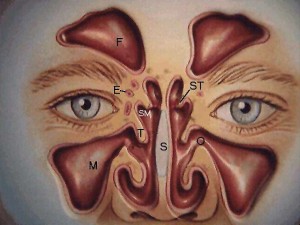 sinuses of the face