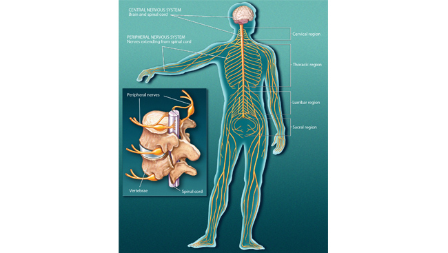 Nervous system